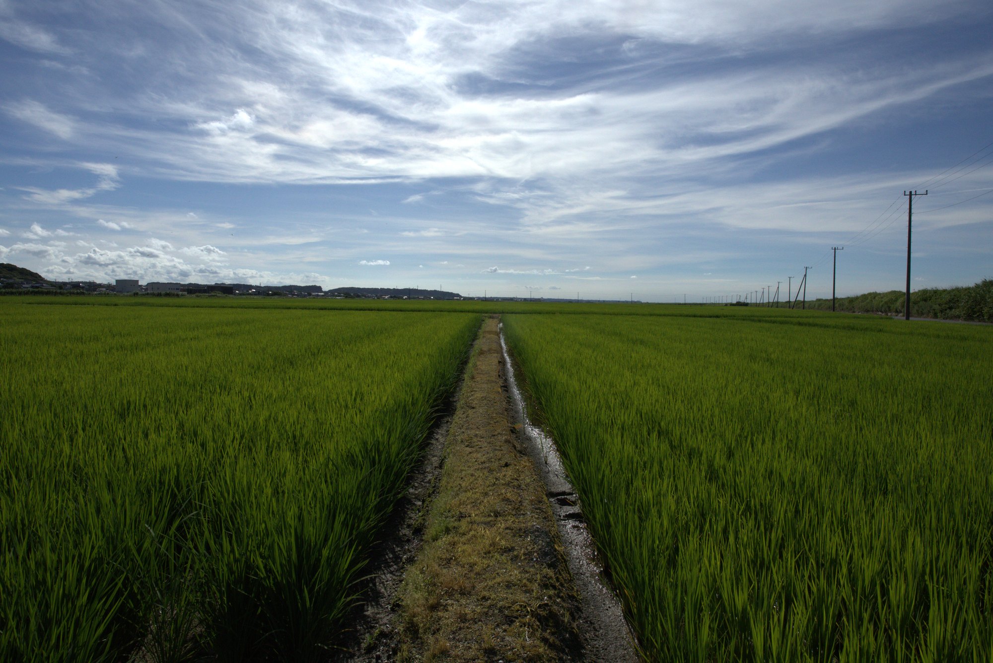 一面の水田|東庄町の風景
